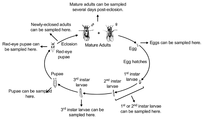 figure-protocol-11190