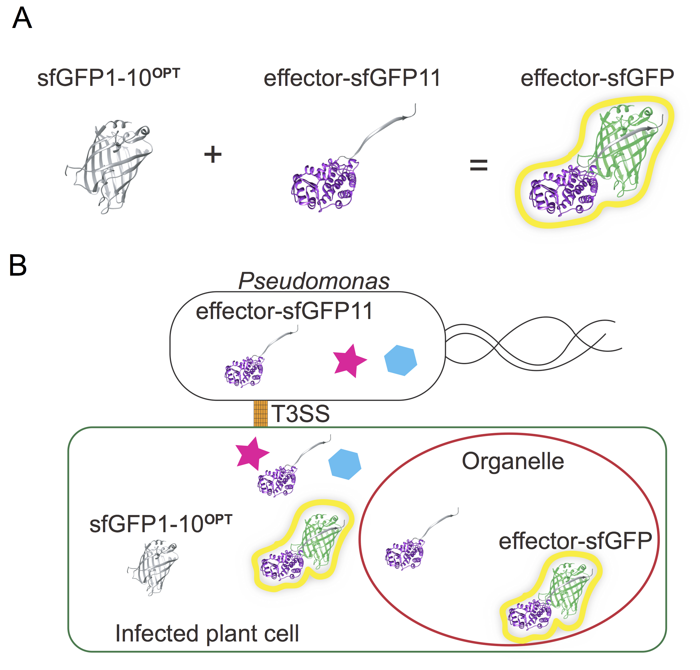 Split Green Fluorescent Protein System to Visualize Effectors ...