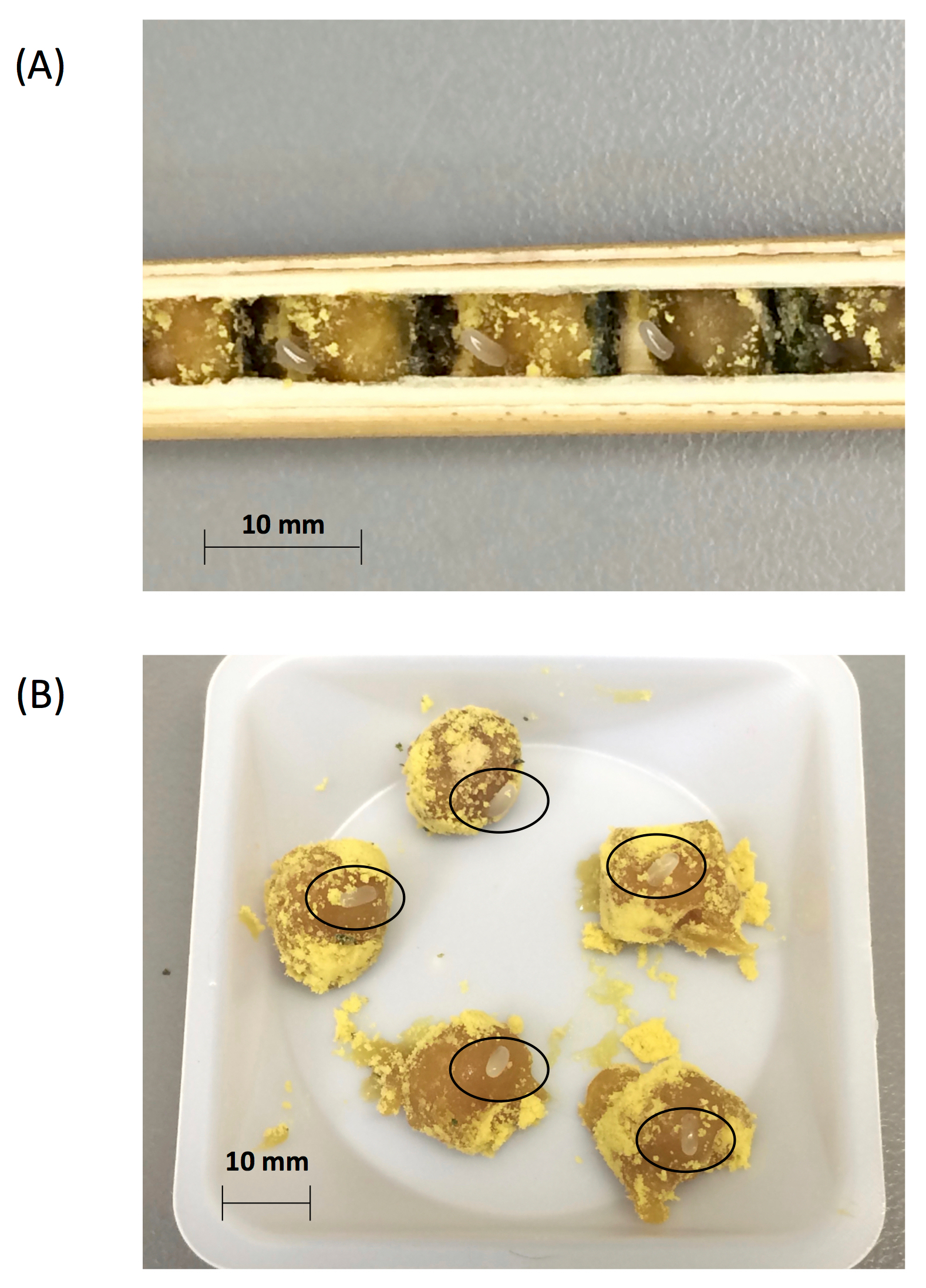 In Vitro Rearing of Solitary Bees: A Tool for Assessing Larval Risk Factors  (Video) | JoVE