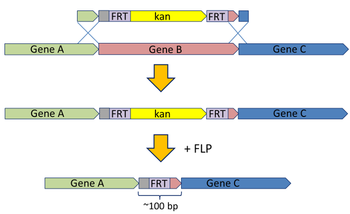 Flanking Gene Method - CoGepedia