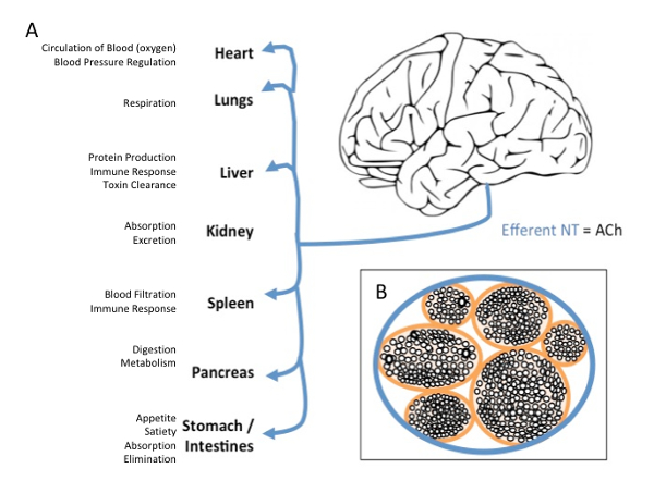 Safety and efficacy of neurostimulation with a miniaturised vagus