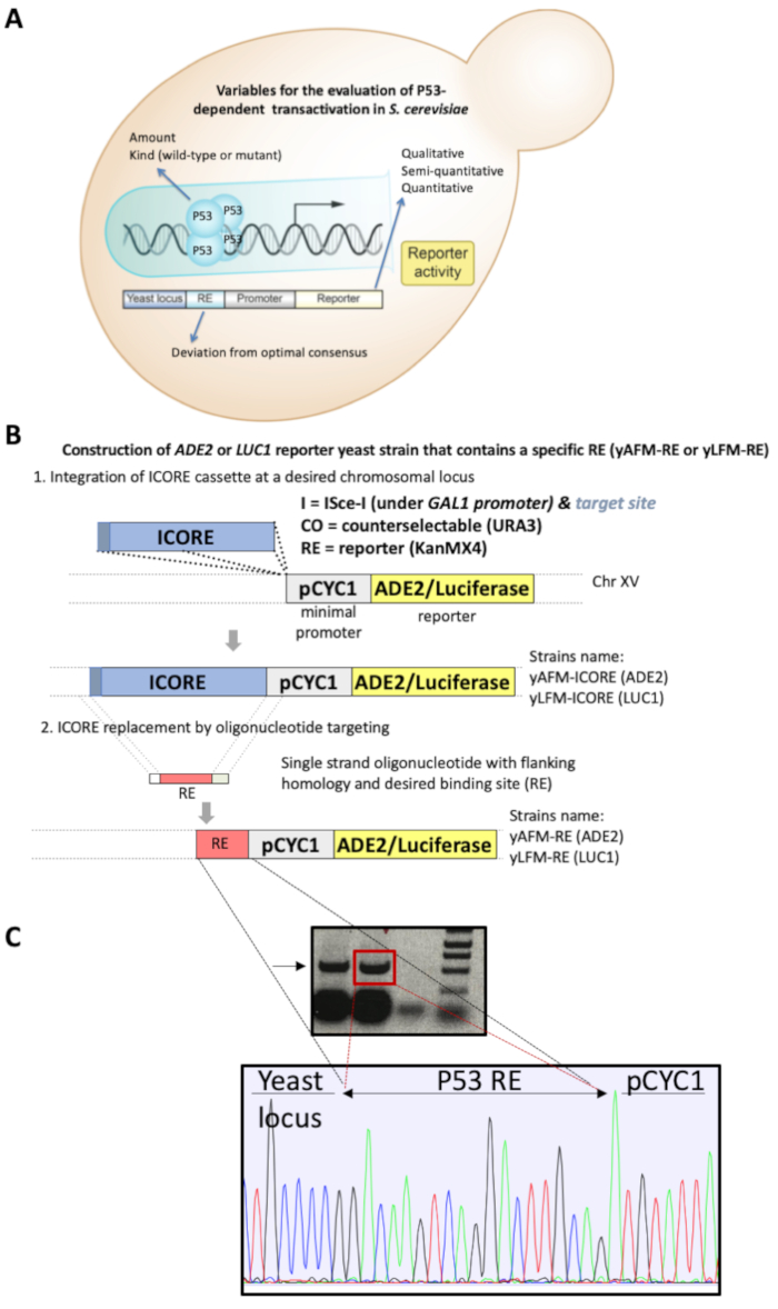 Yeast As a Chassis for Developing Functional Assays to Study Human P53