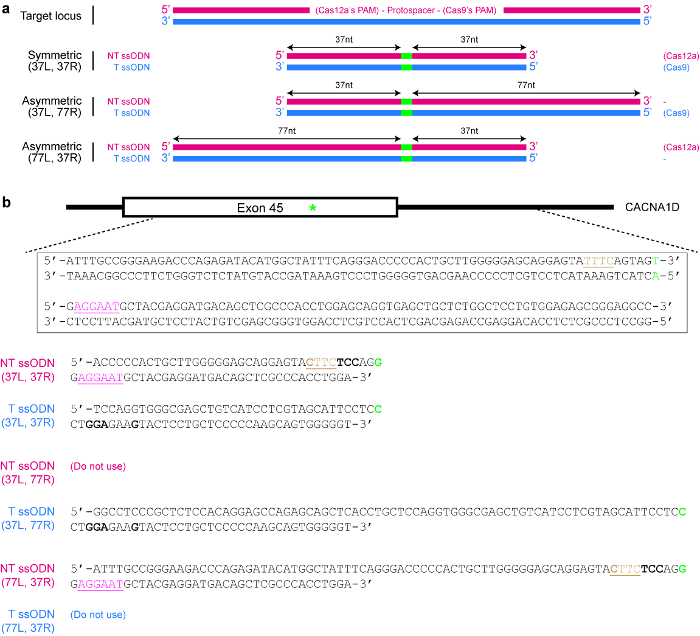 figure-protocol-16123