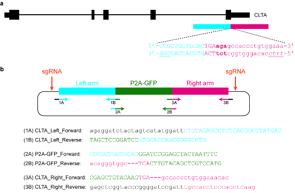 figure-protocol-20381