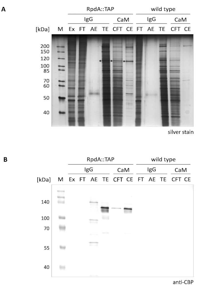 figure-representative results-3434