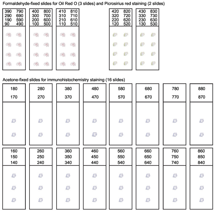 figure-protocol-17662