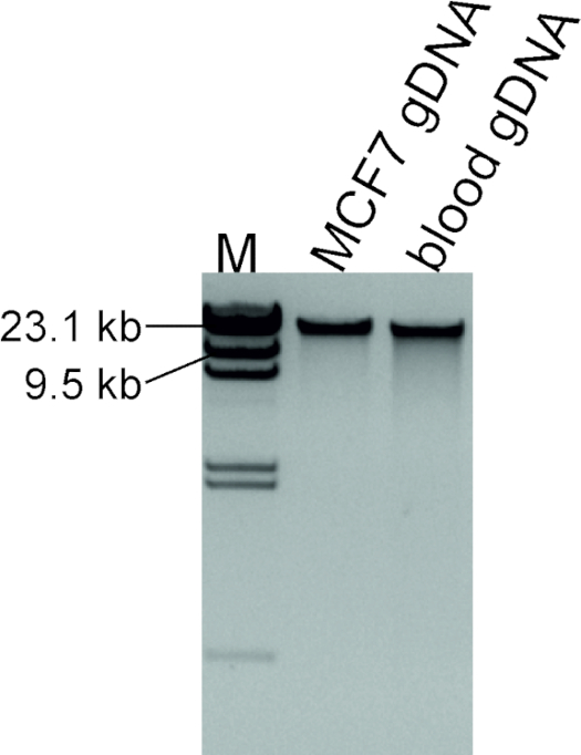 figure-representative results-3808