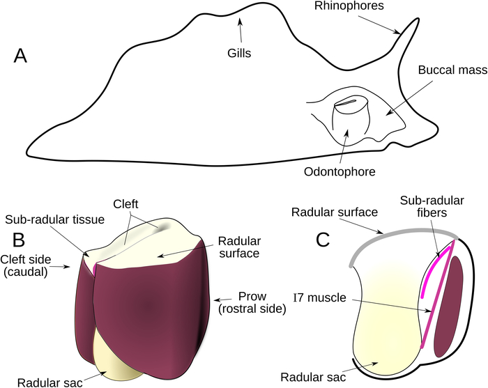 figure-introduction-3875