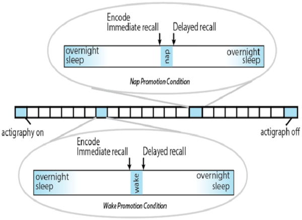 Measuring Neural Mechanisms Underlying Sleep-Dependent Memory ...