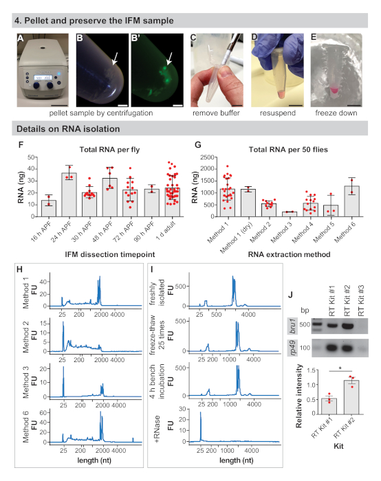 Dissection of Drosophila melanogaster Flight Muscles for Omics Approaches