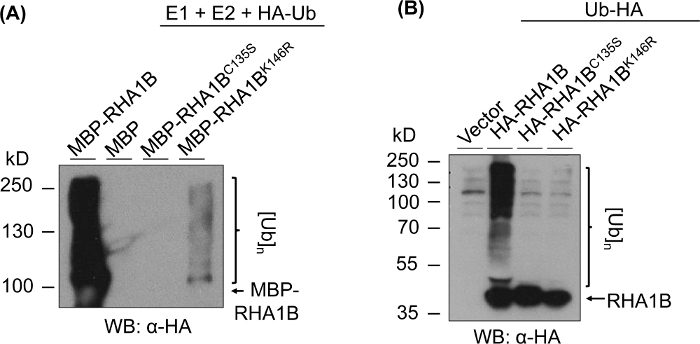 figure-representative results-5963