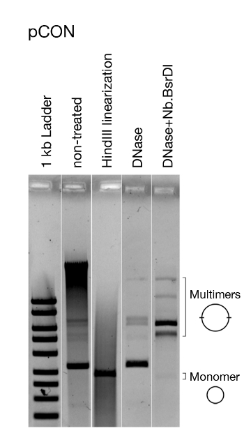 figure-representative results-4982