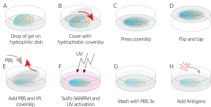 Traction Force Microscopy to Study B Lymphocyte Activation