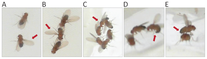 figure-representative results-5554