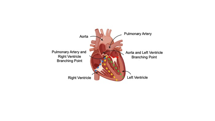 Isolation of Endocardial and Coronary Endothelial Cells from the ...