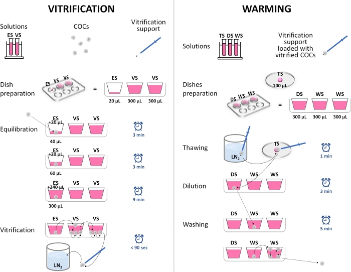 Vitrification and Warming Plates