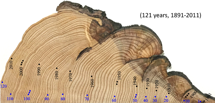 Forests | Free Full-Text | A 4500-Year Tree-Ring Record of Extreme Climatic  Events on the Yamal Peninsula