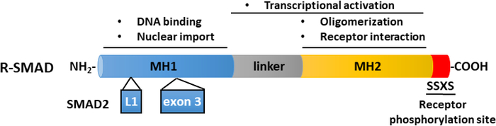 R-SMAD diagram; DNA binding, nuclear import, transcriptional activation, receptor interaction.