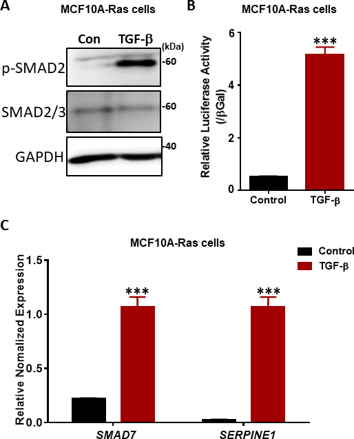 MCF10A-Ras cell response to TGF-β; Western blot, luciferase activity, gene expression analysis.