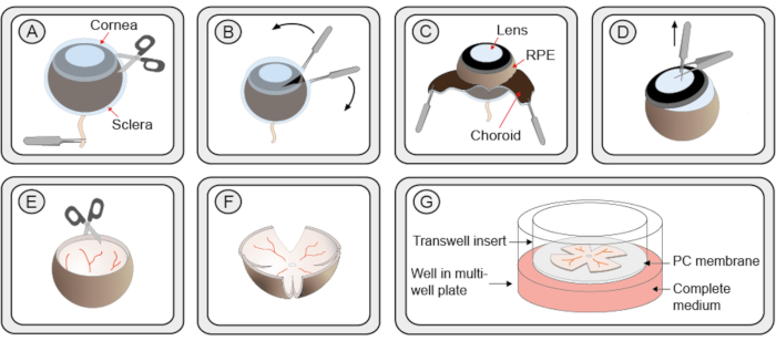 figure-protocol-6870