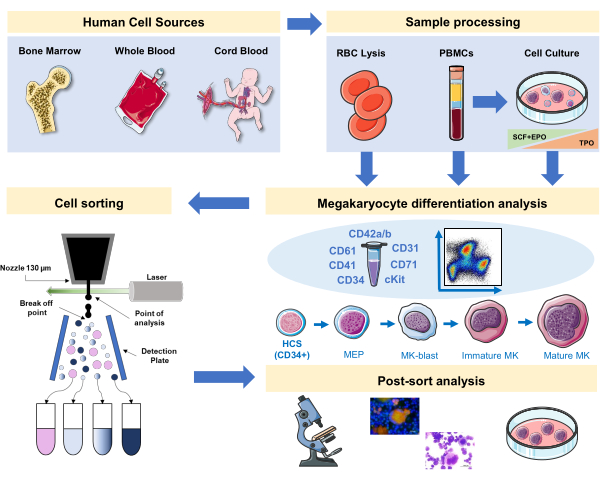 人类MK从人类主要来源的免疫细胞分拣或血细胞遗传基因的体外分化