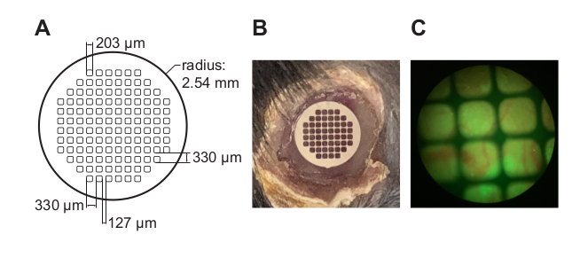 Minimally invasive longitudinal intravital imaging of cellular dynamics in  intact long bone