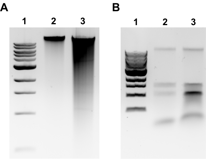 figure-representative results-3102