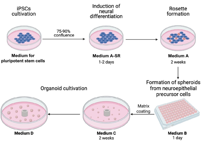 Brain-Region-Specific Organoids Using Mini-bioreactors for Modeling ZIKV  Exposure: Cell