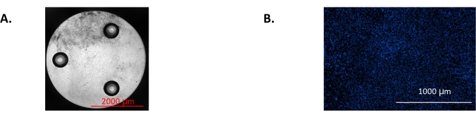 figure-protocol-16503