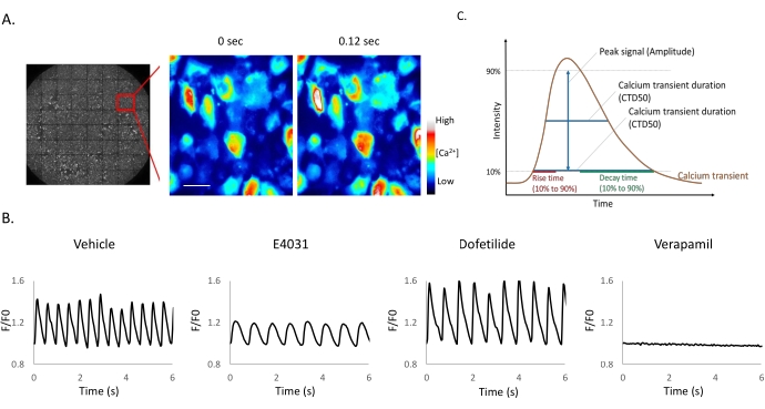 High-Throughput Optical Controlling and Recording Calcium Signal in ...