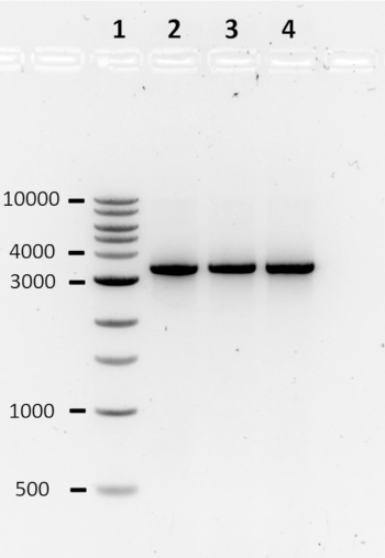 figure-representative results-3940