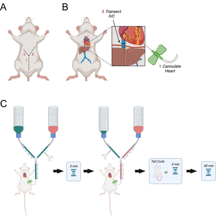 Diagrama De Disección De Cerebro De Rata