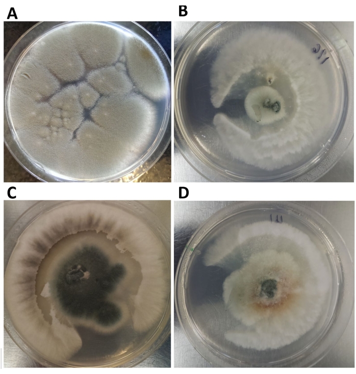 Aspergillus fumigatus Kultur