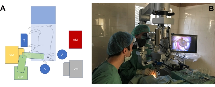 Subretinal Implantation of RPE on a Carrier in Minipigs: Guidelines for  Preoperative Preparations, Surgical Techniques, and Postoperative Care