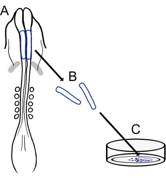 figure-introduction-3485