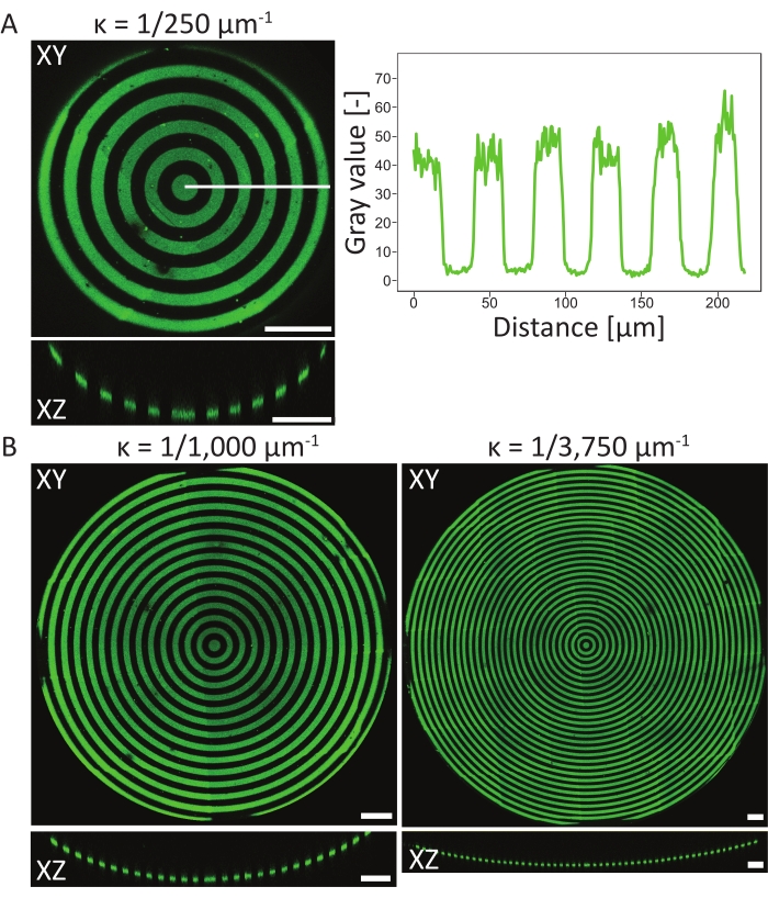 2D and 3D protein patterning