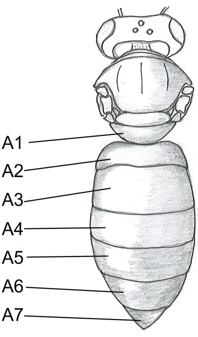 figure-protocol-6055