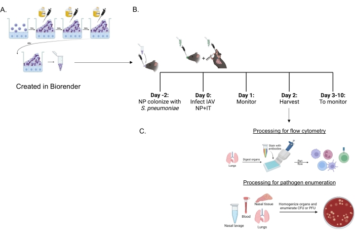 diagramme de pneumonie virale