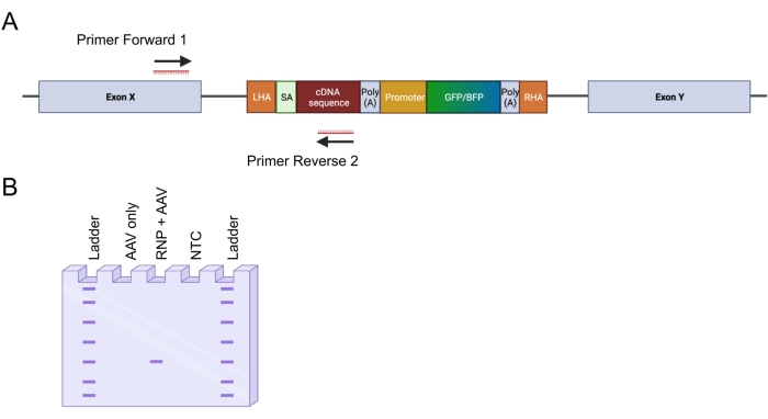 figure-protocol-31487