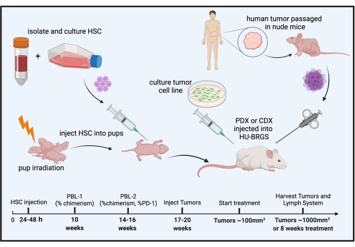 Testing Cancer Immunotherapeutics in a Humanized Mouse Model 