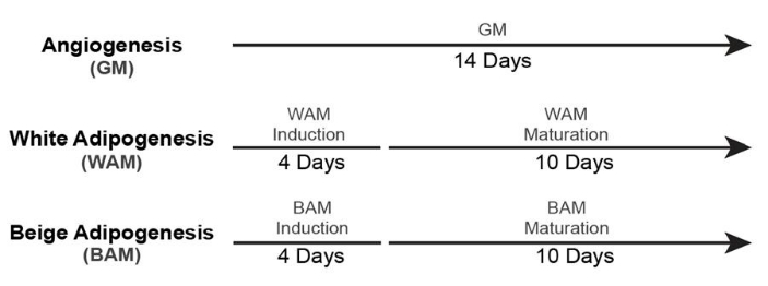 figure-protocol-22882
