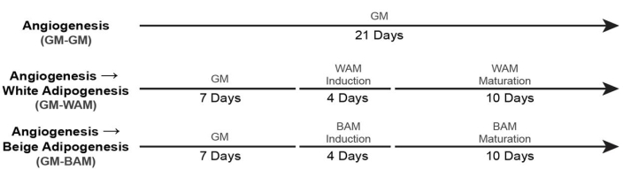figure-protocol-23404