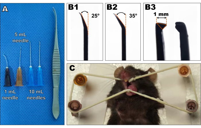 Relações maxila e mandíbula em dentados 