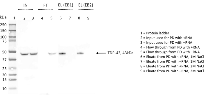 figure-representative results-9856