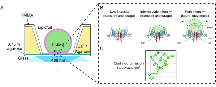 Imaging a singola molecola della mobilità laterale e dell'attività dei  canali ionici in doppi strati lipidici mediante microscopia a fluorescenza  a riflessione interna totale (TIRF)