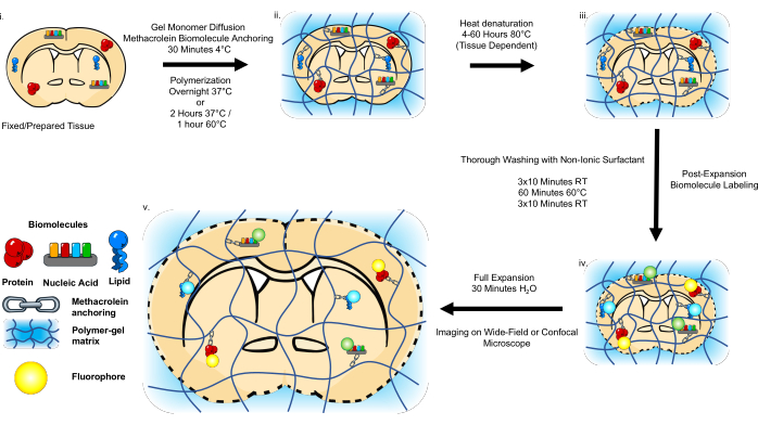 Biomolecules, Free Full-Text