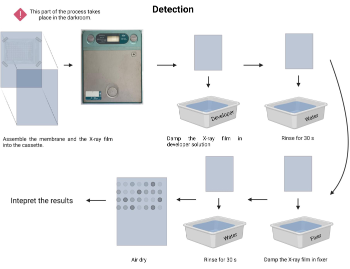 figure-protocol-14872