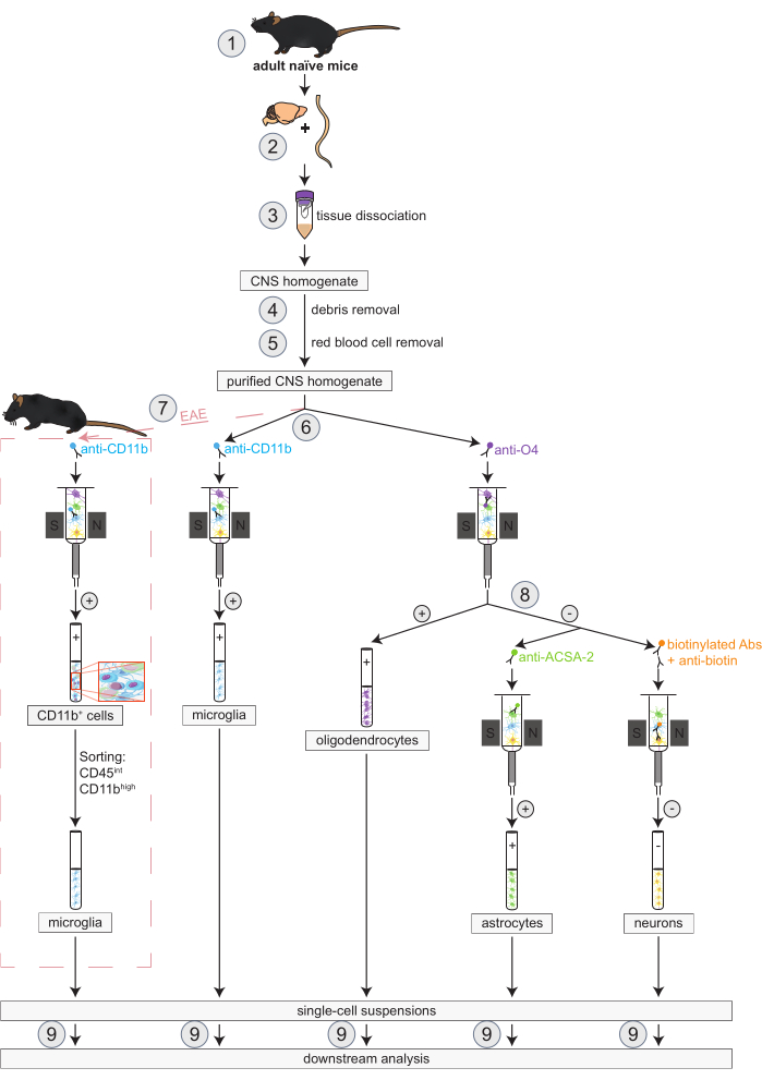 figure-protocol-1245