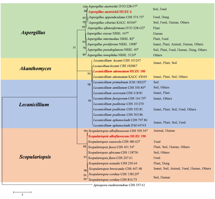 Frontiers  Estimated Divergence Times of Lecanicillium in the Family  Cordycipitaceae Provide Insights Into the Attribution of Lecanicillium