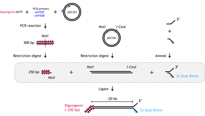 figure-protocol-284